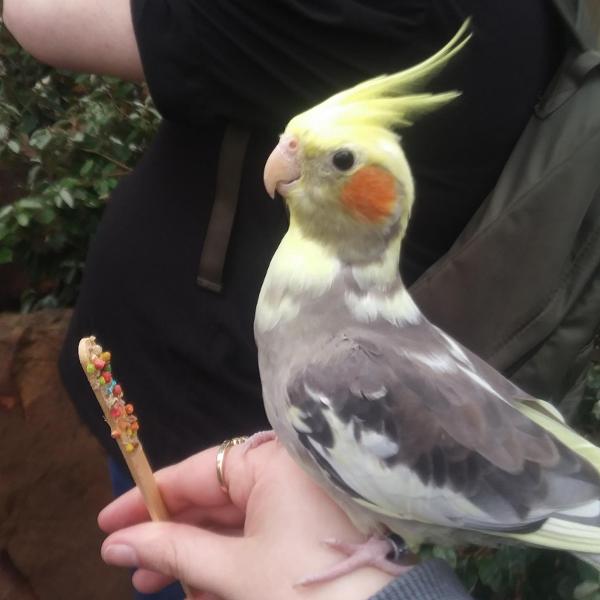 Here's when I fed a birb