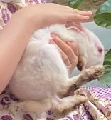 When you're sad, just hold a White Bunny in your arms. (White Rabbit) (Girl)