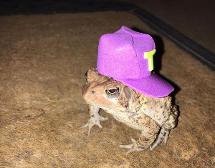 Here’s a toad with a tiny hat.