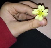 I'm allergic to this a flower and I grabbed it cus idc anymore