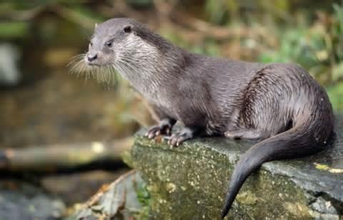 Otter101 Otter101