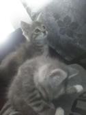 I got two kittens now! =0
