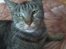 my cat mamachochil with her tongue (sshes 14 yearz old)