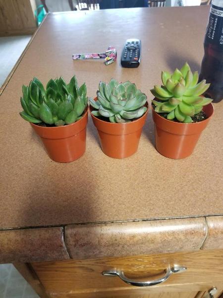 They need names, the middle one is already named Billy
