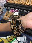 black pastel ball python! we put him on hold!!