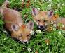 cutest lil foxies,,