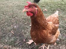 One of my chickens we have so many that i have no clue what its name is