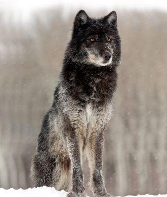 WolfWarrior's Photo