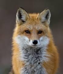 midnightfox midnightfox