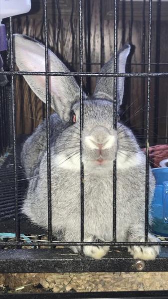 enjoy this picture of chungus