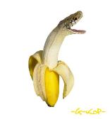 @AnimePup I GOT A NEW BANANA SNAKE AFTER YOU ATE MY FIRST ONE.