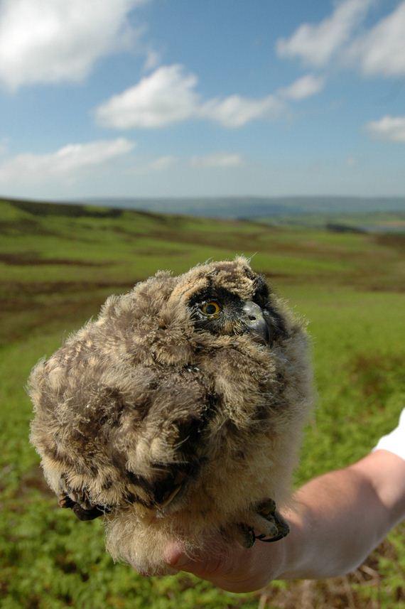 FluffyOwl