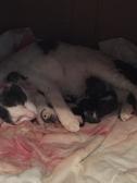 5 Kittens!