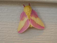 Rosy Maple Moths are so pretty!!