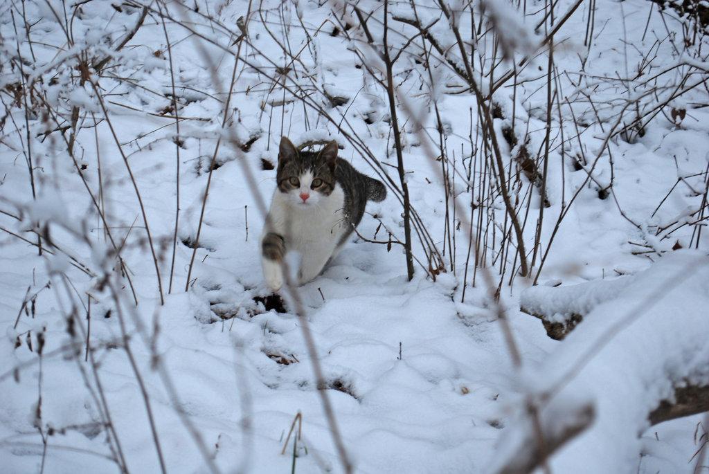 SketchedKitty's Photo