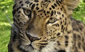 wildcat wildcat