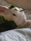 Leafy bun