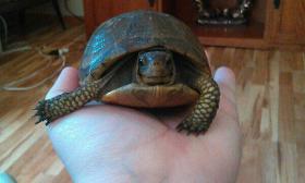 Oh my gawd I found a turtle