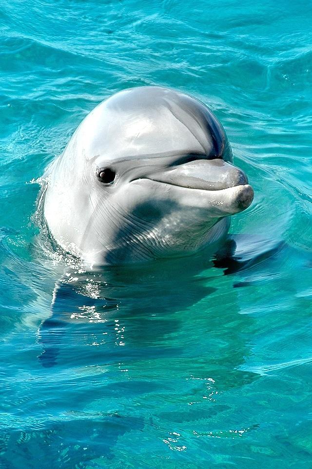 ForeverSmile10 ForeverSmile10
