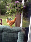 One of my chickens