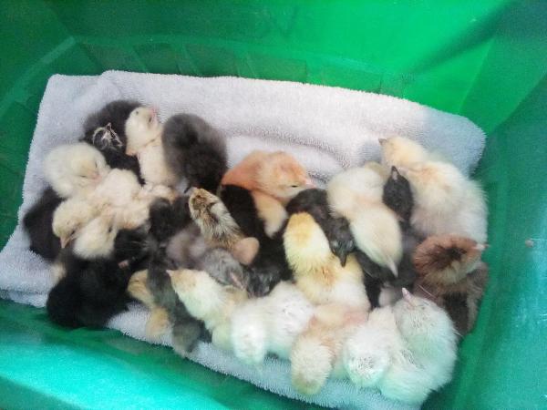 We have 43 chicks in total. More are hatching tho