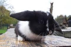 Fluffeh Bunneh