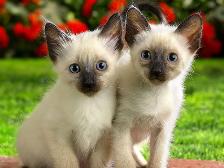 we are Siamese if you please I got that from seippup12:]