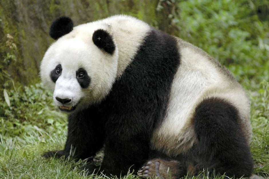 Panda4Ever00100 Panda4Ever00100