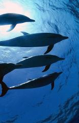 dolphinlover152