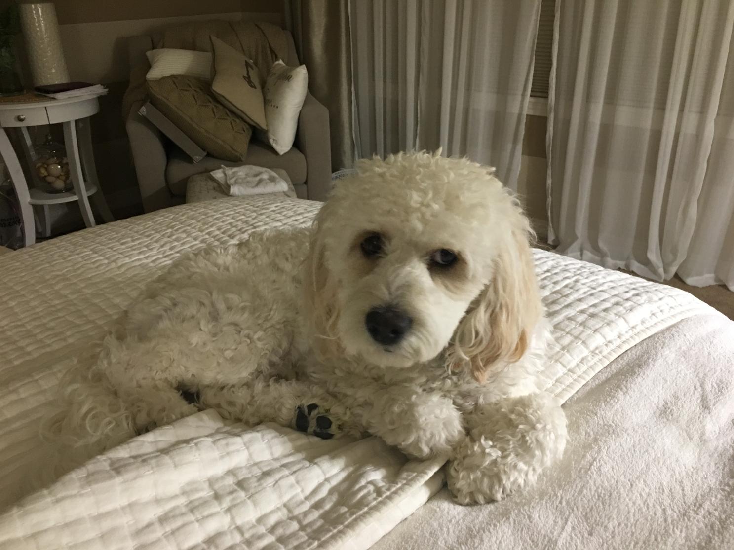 Riley my Cockapoo