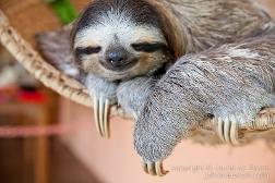 Speaking of Deadly Sins and sloth, hey!