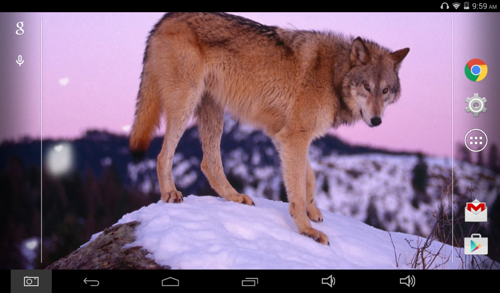 JollyWolfGirl JollyWolfGirl