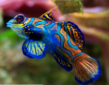 STOP SCROLLING! take a moment to admire this mandarinfish. continue.