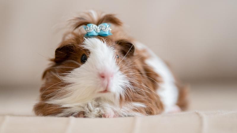 Baby_Guineapig Baby_Guineapig