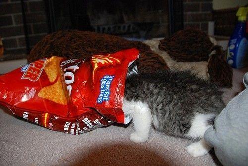 BagOfDoritos BagOfDoritos