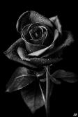 Dark's Rose