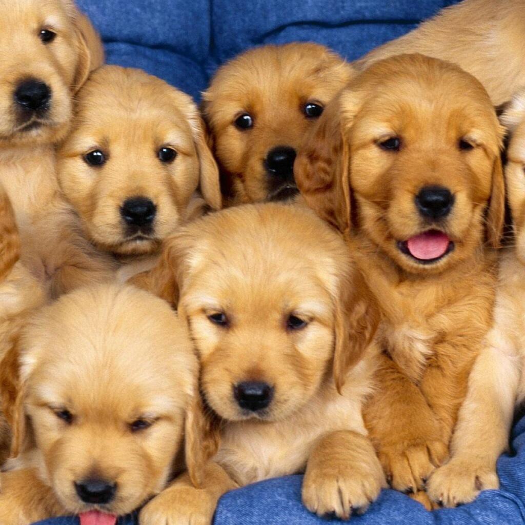 SO CUTE!!!!!! PUPPY LOVE!!!!!