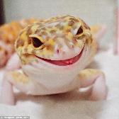 happy lizard says “be in a good mood pls or i will not be able to smile!!! love u guys!” :D
