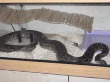 My 8ft male Burmese Python snake