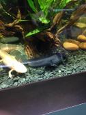 They had an albino and melanistic axolotle :00