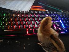 awwww he saw me typing on my keyboard and decided to help by pecking at the keys