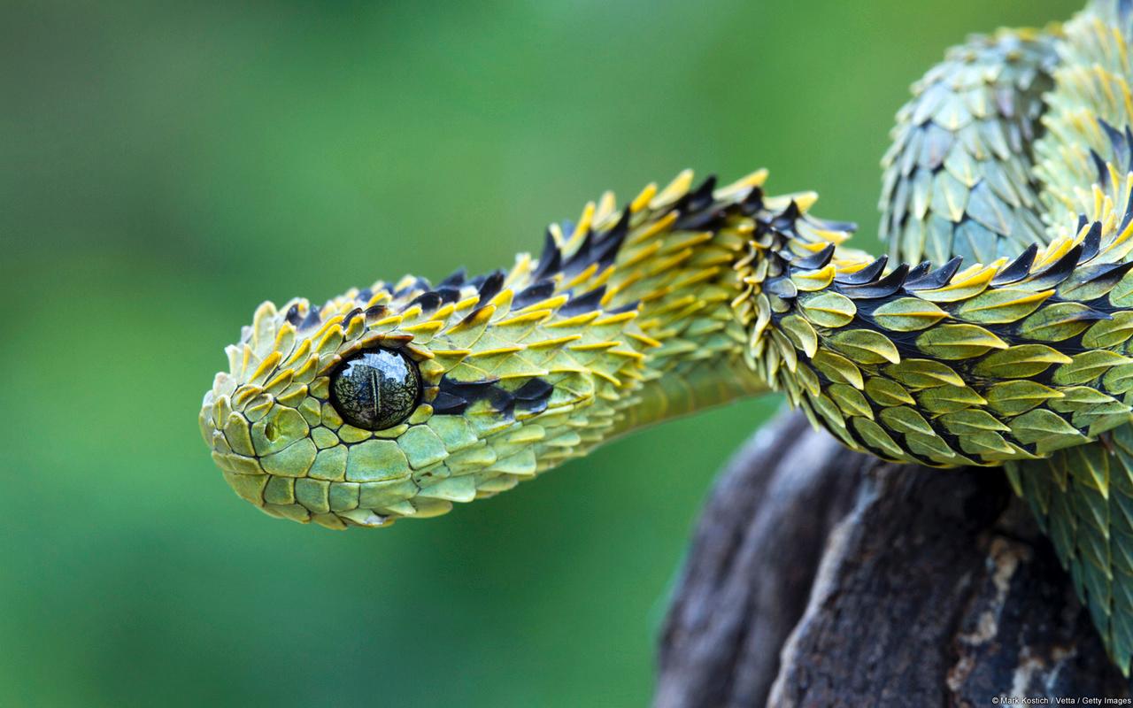 The Bush Viper aka My Fav Snake
