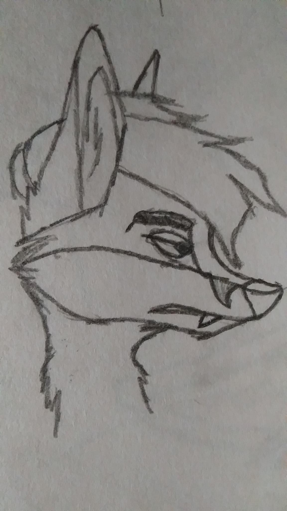 FoxyFox_Kota FoxyFox_Kota
