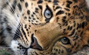 Leopard Leopard