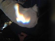 My dog has a strange little rainbow on her back