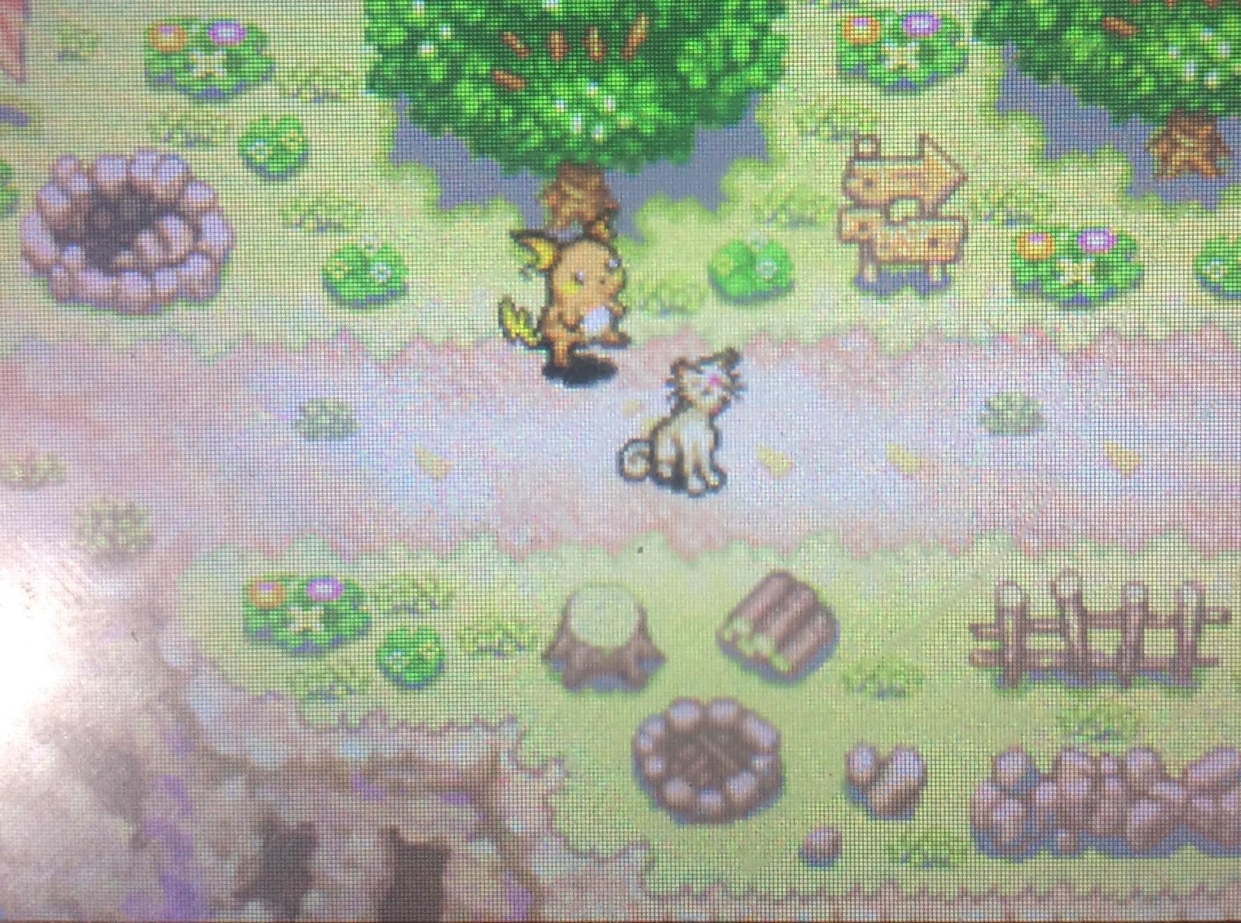 I beat Pokemon MD darkness!