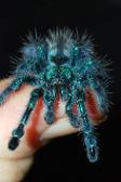 Antilles pinktoe tarantula (same breed, different pigment)