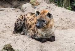 Hyena loaf!!