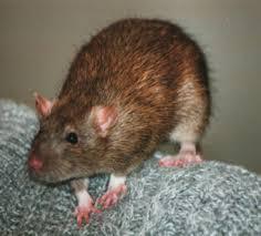My mascot, Rabies Rat.
