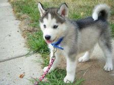 Huskies are just TOO adorable! :3
